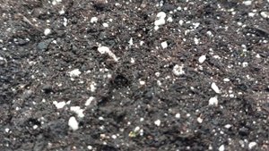 Эустома взошла🌸Прошло примерно чуть больше недели.👍