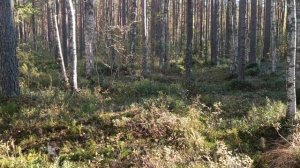 Древняя магия или невидимые убийцы