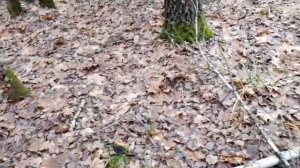 За грибами в начале ноября. Лисички. Вешенка