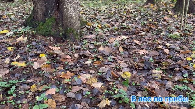 Как мы в лес ходили 2 смотреть онлайн