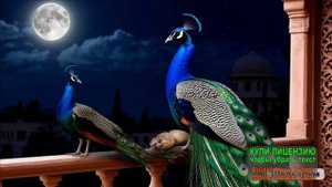 ВЗРОСЛАЯ СКАЗКА НА НОЧЬ.Я НЕ ШАХЕРЕЗАДА...