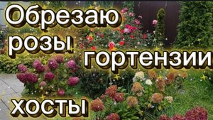 Обрезаю розы и гортензии. Изменения на участке за 2 недели.