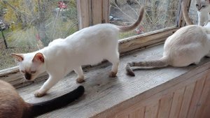 Котята кого-то поймали