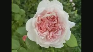 Какие ПЯТЬ роз я выбрала бы для сада (было 500, сейчас 150 кустов)