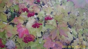 КАК УЗНАТЬ СПЕЛОСТЬ КАЛИНЫ В  ОКТЯБРЕ