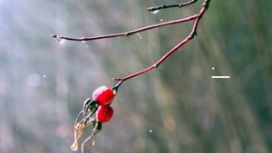 Васильевская старица. Первый снег.