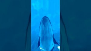 Кроличья нора (Парк Галицкого).mp4