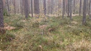 Усольцевы. Не по той тропе. Как исчезнуть в тайге.