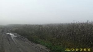 ЗАГУБИЛИ КУКУРУЗУ А МОГЛИ СДЕЛАТЬ СИЛОС КОРОВАМ