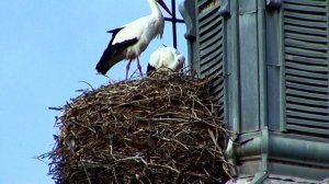 аисты в городе