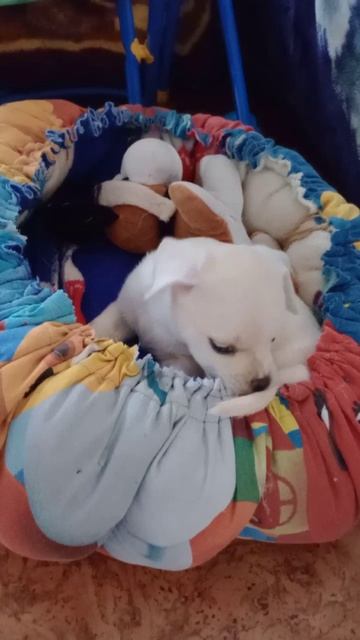 Первое гнездышко: Щенок осваивает свой домик смотреть онлайн