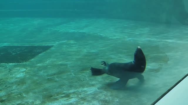 Московский зоопарк тюлени смотреть онлайн