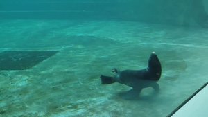 Московский зоопарк тюлени