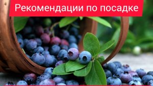 Голубика Рекомендации по посадке