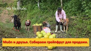 Muôn и друзья из Вьетнама. Собираем грейпфрут для продажи.