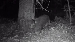 Кабаны фото ловушка