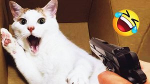 Смешные коты Самые лучшие приколы с котами и Животными Смешные видео