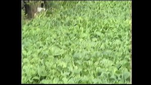 "Тумсуу" БХ -  хаппыыста олордуутун кэмнэрэ М.К.Аммосов аатынан КП.