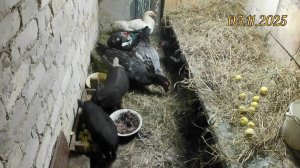 Переезд ёмкости с рыбой в соседнюю комнату. Подготовка комнаты для выращивания свиней и уток на яйцо