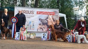 21.09.2025, СПб. Клуб "СПбЦВЕО-1" (РКФ, РФСС). Выставка "ЗОЛОТАЯ ОСЕНЬ - 30 лет клубу" (САС, ЧРКФ)