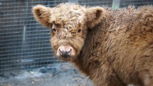 Принцесса Леона - дочка Майи и Лени, бодается с дверью и не хочет есть морковку.