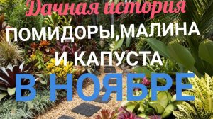 МАЛИНА🍓 ПОМИДОРЫ 🍅 КАПУСТА 🥬 В НОЯБРЕ! ДАЧНАЯ  ИСТОРИЯ