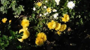 03=11=2025  ник  КМР (8)