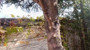 Решение для однобокой ели.