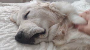 Мэртви бжёлы ))VID_20251102_152440