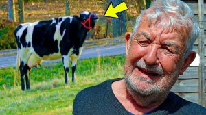 Эта корова не переставала плакать. Когда её хозяин узнал почему, он застыл от шока