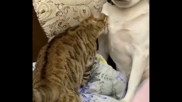 Коты против собак битва