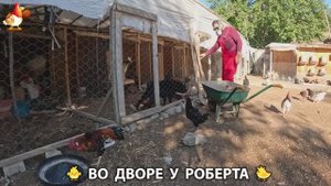 Содержание кур в домашних условиях и других птиц во дворе у Роберта 🐣🐤🦆🐔🪿🦃 (323)