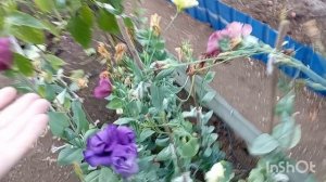 /успешное выращивание Эустомы/от цветка до семян/делюсь результатами/04.11.25/