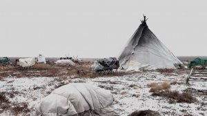 Белый медведь приблизился к поселению оленеводов в Ямало-Ненецком автономном округе