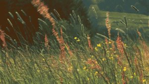 Группа РАМС -Вернулась из прошлого