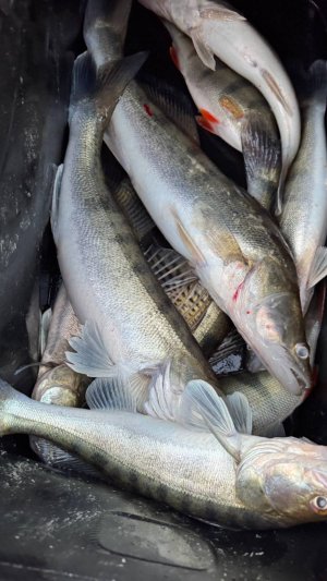 БЗ конец октября.Когда уже сезон завершится...Снова вечерка спасла рыбалку.