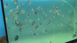 короткий обзор