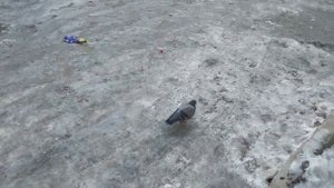 4 НОЯБРЯ 2025 Г.  ОДИНОКИЙ ГОЛУБЬ....