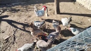 Виноград для кур. Блины на завтрак. Садово-огородные работы.