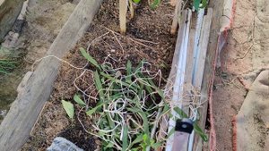 На даче с внуками. Коптим рыбу. Собрала щавель. Работы на огороде.