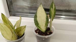 Новые хойи. Неудачные черенки хой