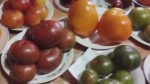 Выставка томатов, выращенных в Кировской области