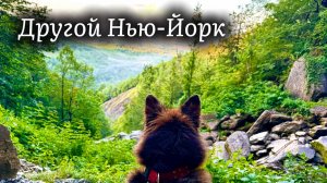 Тишина, лес и Верный ДРУГ / Хайкинг с немецкой овчаркой в горах штата Нью-Йорк #хайкинг #природа