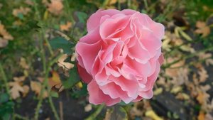 04=11=2025  ник  ПВН  КРАСНОДАР  (20)