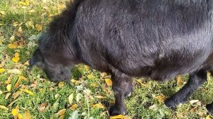 На улице ноябрь, погода стоит в эти дни просто волшебная. Золотая осень рассыпала разноцветные краск