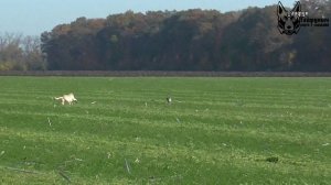 Охота на зайца с собаками сезон 2025-2026г (14 часть)