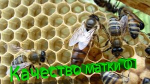 Стоит ли покупать карнику Ф1 от ИО? Мнение профессора Кашковского