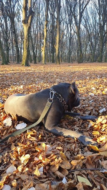 Первые денёчки ноября! Кане-корсо Зевс! 03.11.2023. смотреть онлайн