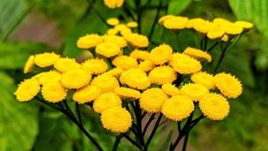 "Русская плясовая!" Гармонь