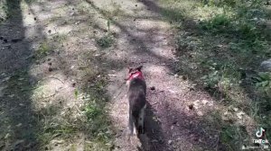 Буся на прогулке(1)